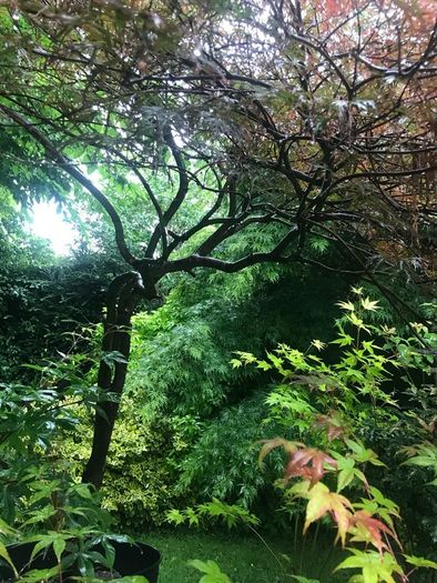 Japanese maples and Native irish Trees & Shrubs