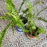 Small house plant bundle + variegated Monstera Image 2