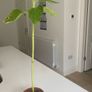 Sunflower plants Image 3