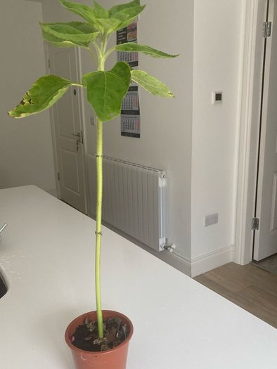 Sunflower plants