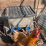 5 laying chickens, coop and run Image 7