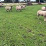 Three year old breeding Ewes Image 10