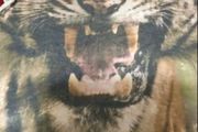 Boys teeshirt age 11/12