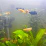 fish adoption Image 2