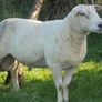 Belclare , 5 Star Ram ,Ewe Hoggets Image 10