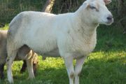 Belclare , 5 Star Ram ,Ewe Hoggets