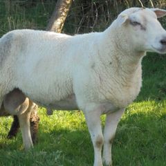 Belclare , 5 Star Ram ,Ewe Hoggets