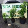 Blight resistant Box Hedging just 5 euro Image 5