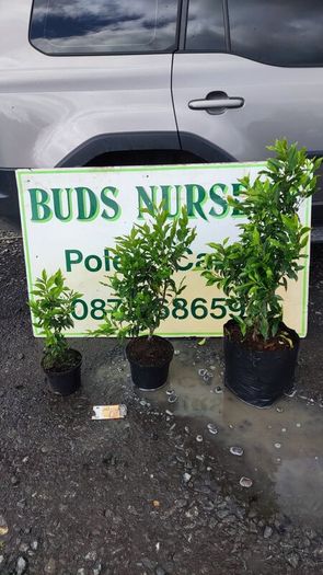 Blight resistant Box Hedging just 5 euro