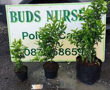 Mature shrubs 45 euro