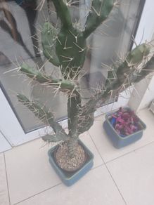 Cactus plant 110cm