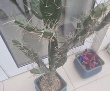 Cactus plant 110cm