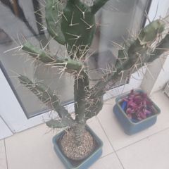 Cactus plant 110cm