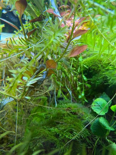 Fish Tank And stand with fish and plants
