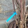 apple trees, fruit trees Image 4