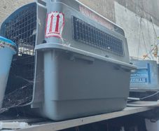 Pet box