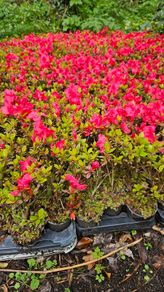 Azaleas,  Evegreen Shrubs Two Euro