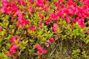 Azaleas,  Evegreen Shrubs Two Euro