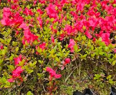 Azaleas,  Evegreen Shrubs Two Euro