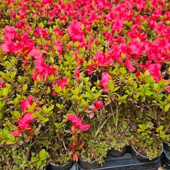 Azaleas,  Evegreen Shrubs Two Euro