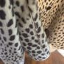 Marks and Spencer faux leopard print soft hair jacket Image 8