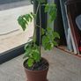 Organic Tomato Plants Image 3