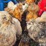 Silkies Image 3