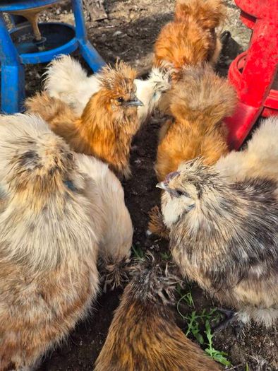 Silkies