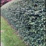 Coral berry hedge Image 2