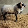 Hogget ram Image 2