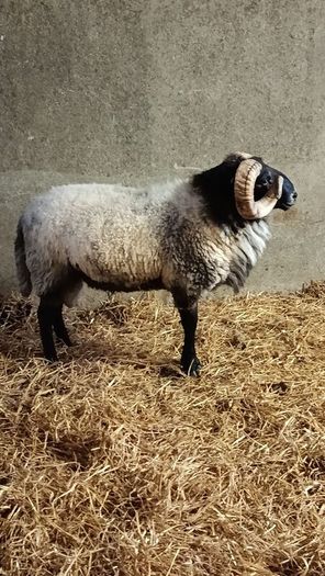 Hogget ram