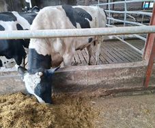 Holstein bull