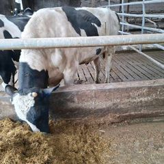 Holstein bull