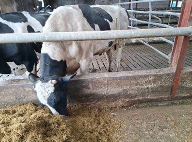 Holstein bull