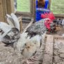 Serama Roosters Image 3