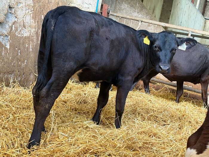 31 Properly Well Fed Calves