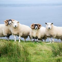 Ram semen testing 2026