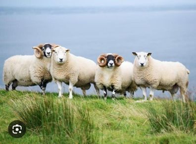 Ram semen testing 2026