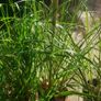 Pampas grass, Pony tails. Image 8