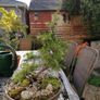 Bonsai Tree Image 3