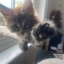 Maine Coon Kitten Image 4
