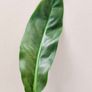 No.3 Philodendron Subhastatum Variegated Image 2
