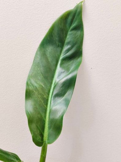 No.3 Philodendron Subhastatum Variegated