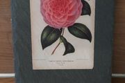 Large Slate Plaque of  Camelia by Plain  Jane
