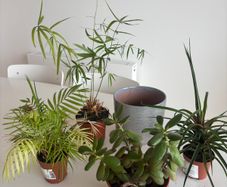 Houseplants and flowerpot