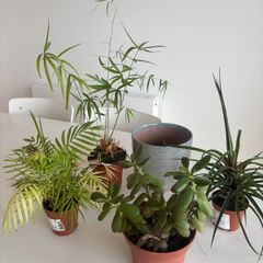 Houseplants and flowerpot