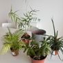 Houseplants and flowerpot Image 2
