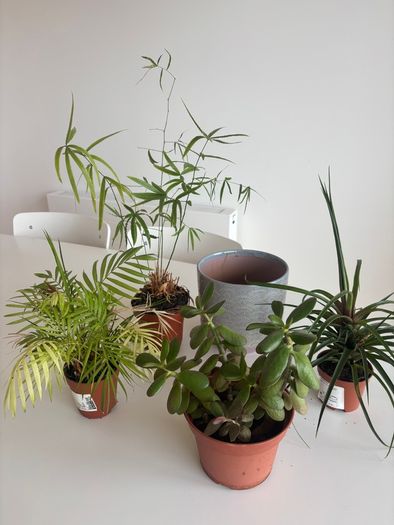 Houseplants and flowerpot