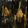 Fresh calved heifers Image 4