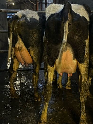 Fresh calved heifers